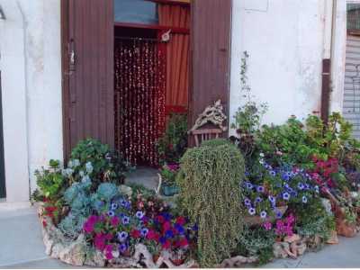 Il giardino di Angela, cos� come appariva fino all'autunno scorso: fiorellini rossi, rosa, piante bizzarre, rami e tronchi dalle forme pi� strane, sassi e pietre dalle linee irregolari e singolari 